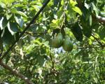 Avokado nasıl yenir - meyve hazırlamanın özellikleri ve yöntemleri