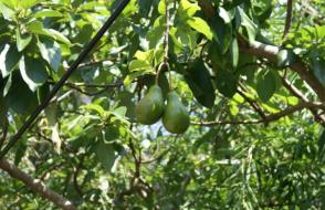 Как есть авокадо – особенности и способы приготовления фрукта
