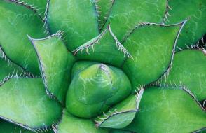 Kapalı agav bitkisinin faydalı ve tıbbi özellikleri: kullanımları ve kontrendikasyonları