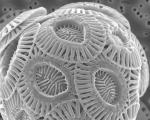 Gyvi organizmai po mikroskopu