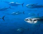 Pescuit ton Ton pescuit ton în Marea Ionică