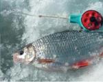 דיג דיג בחורף על הרצועה