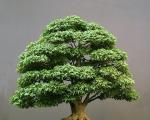 Filiz bonsai tohumları nereye ve nasıl bitki?