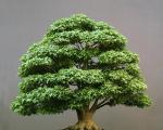 Evde bonsai akçaağaç yetiştiriyoruz: mavi, mavi veya kırmızı ağaçların seçimi