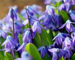 Dešimt geriausių pavasarinių gėlių, skirtų šalies lovai su aprašymu ir nuotrauka