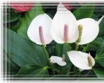 Anthurium and spathiphyllum in one place