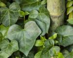 Heder's Ivy - rūšys, apibūdinimas, auginimas
